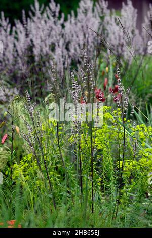 Nepeta nuda,catmint,forma eretta,euforbia seguieriana subsp niciana,nepetas,giardino asciutto,giardino di ghiaia,fiori,fioritura,giardini,letto misto,bord misto Foto Stock