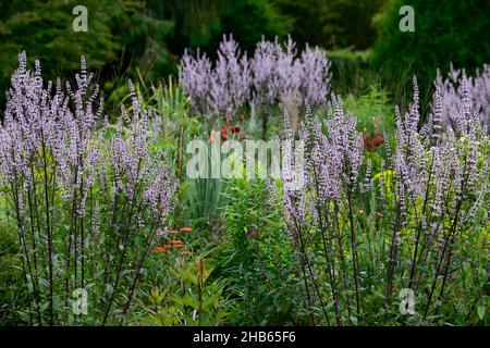 Nepeta nuda,catmint,forma verticale,nepetas,giardino asciutto,giardino di ghiaia,fiori,fioritura,giardini,letto misto,bordo misto,piante perenni miste,com di impianto misto Foto Stock