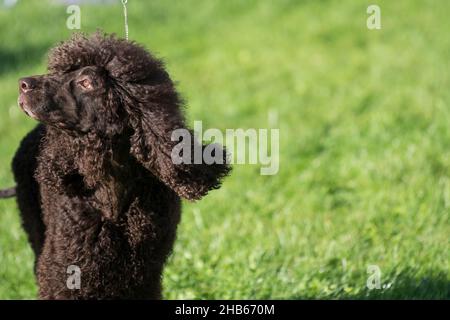 Irish Water Spaniel guardando da un lato Foto Stock