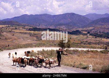 Goatherd camminare con capre lungo la strada di campagna con montagne lontane Nelle zone rurali di Cipro 1963 Foto Stock