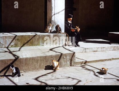 Monaco anziano seduto fuori con i gatti al Monastero di Panagia Machairas, Lazanias, Cipro, 1963 Foto Stock