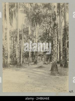 Palmen Gardens, Paramaribo (titolo sull'oggetto), Tall Trees in The Palmen Gardens in Paramaribo, alla fine un piccolo ponte sul quale un ragazzo è in piedi. Parte dell'album fotografico souvenir de Voyage (parte 2), circa la vita della famiglia Doijer dentro e intorno alla piantagione ma Retraite in Suriname negli anni 1906-1913., Hendrik Doijer (attribuito a), Suriname, 1906 - 1913, supporto fotografico, gelatina stampa argento, altezza 110 mm x larghezza 81 mm Foto Stock