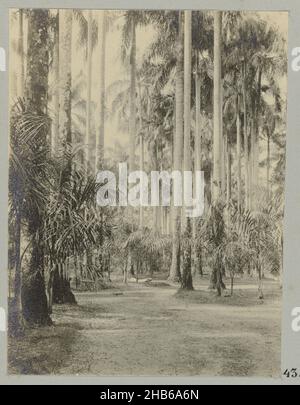 Giardino delle Palme, Paramaribo (titolo sull'oggetto), Tall trees in the Palm Garden in Paramaribo, alla fine un piccolo ponte sul quale un ragazzo è in piedi. Parte dell'album fotografico souvenir de Voyage (parte 2), circa la vita della famiglia Doijer dentro e intorno alla piantagione ma Retraite in Suriname negli anni 1906-1913., Hendrik Doijer (attribuito a), Suriname, 1906 - 1913, supporto fotografico, gelatina stampa argento, altezza 110 mm x larghezza 81 mm Foto Stock