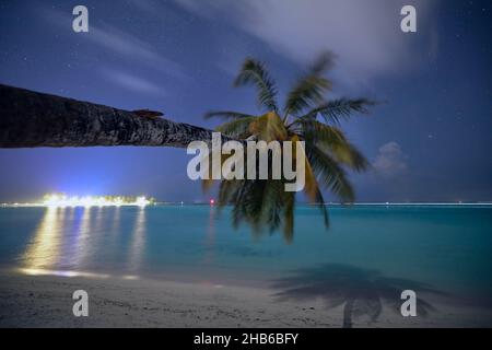 Palma solitario sulla spiaggia di sabbia contro il cielo notturno con le stelle, Maldive. Foto Stock