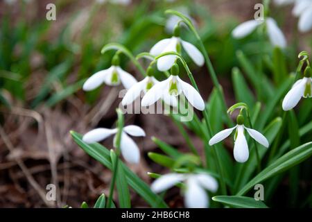 Fiori gocce di neve in giardino, luce del sole. Prima bella neve in primavera. Nevicate comuni in fiore. Galanthus nivalis fiorisce nella foresta primaverile. Foto Stock