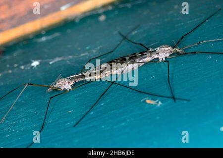 Gru-mosche, gru-mosche, daddy-long-Legs (Tipula spec.), accoppiamento, Germania