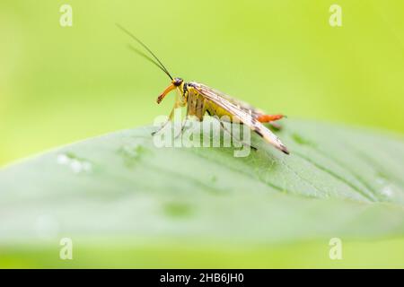 Comune scorpionfly (Panorpa communis), femmina siede su una foglia, Germania, Baviera Foto Stock