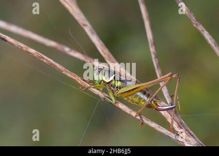 Il bushcricket di Roesel (Metrioptera roeselii, Roeseliana roeselii), femmina su una lama d'erba, Germania Foto Stock