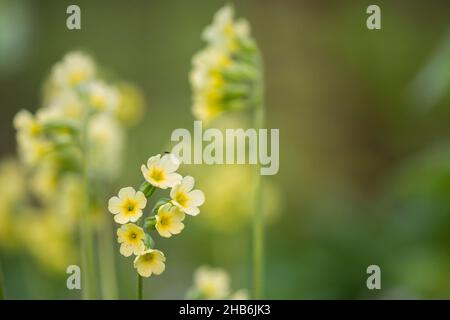 True oxlip (Primula elatior), infiorescenza con fiori, Germania, Thueringen, Nationalpark Hainich Foto Stock