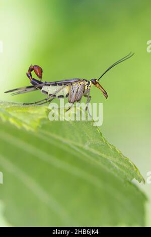 Scorpionfly comune (Panorpa cf. Communis), maschio con coda scorpione, Germania Foto Stock