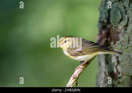 Orditoio in legno (Phylloscopus sibilatrix), arroccato su un ramoscello, Germania, Baviera Foto Stock