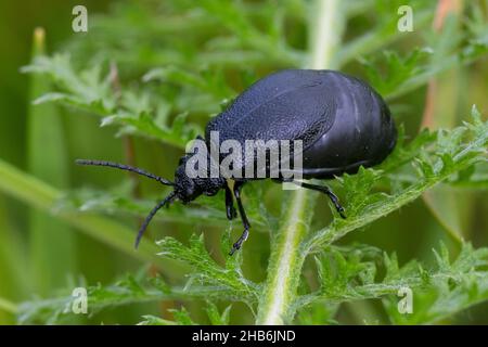 tansy Beetle (Galeruca tanaceti), femmina siede su una foglia, Germania Foto Stock