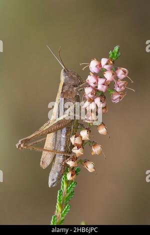 Grasshopper prato (Chorthippus dorsatus), femmina siede su erica, Germania Foto Stock