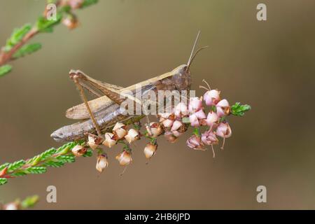 Grasshopper prato (Chorthippus dorsatus), femmina siede su erica, Germania Foto Stock