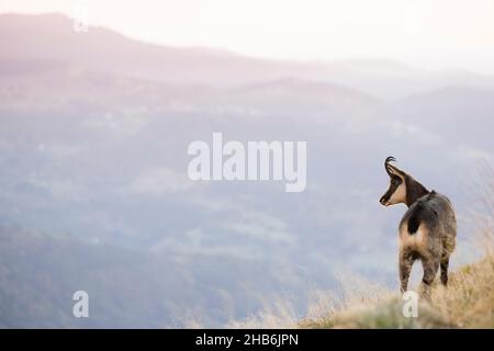 Camoscio (Rupicapra rupicapra), sorge su un pendio, Francia, Vosgi montagne Foto Stock