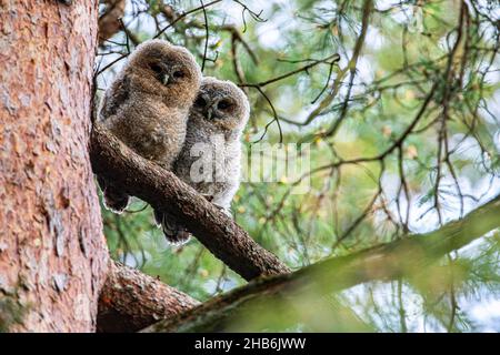 Gufo tawny Eurasiano (Strix aluco), due giovani gufi tawny eurasiani, Germania, Baviera Foto Stock