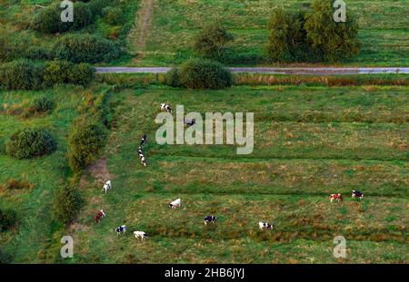 Bestiame domestico (Bos primigenius F. taurus), mandria di bestiame su un pascolo, vista aerea, Germania, Schleswig-Holstein, Dithmarschen Foto Stock