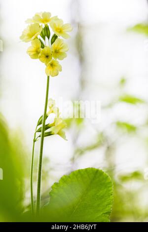 Vero oxlip (Primula elatior), ossip fiorente, Germania, Thueringen, Nationalpark Hainich Foto Stock