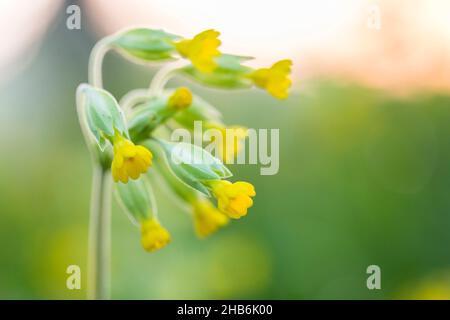 Cowslip, cowslip comune, primula cowslip (Primula veris, Primula officinalis), infiorescenza, Germania, Thueringen, Parco Nazionale di Hainich Foto Stock