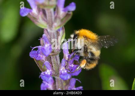 Ape di carda, ape di carda comune (Bombus pascuorum, Bombus agrorum, Megabombus pascuorum), femmina con carico di polline visita un fiore, Germania Foto Stock