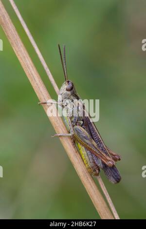 Grassopper ad arco (Chorthippus biguttulus, Stauroderus biguttulus, Chorthippus variabilis), maschio siede su una lama d'erba, Germania Foto Stock