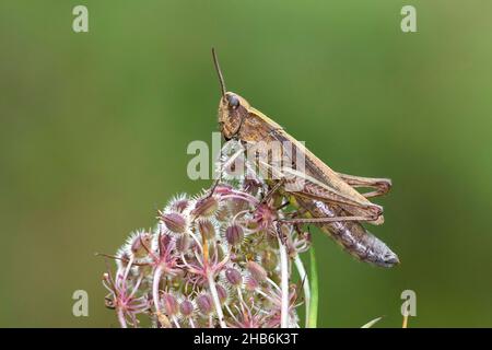 Grasshopper prato (Chorthippus dorsatus), femmina siede su carota selvaggia, Germania Foto Stock