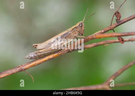 Grasshopper prato (Chorthippus dorsatus), femmina siede su un gambo, Germania Foto Stock