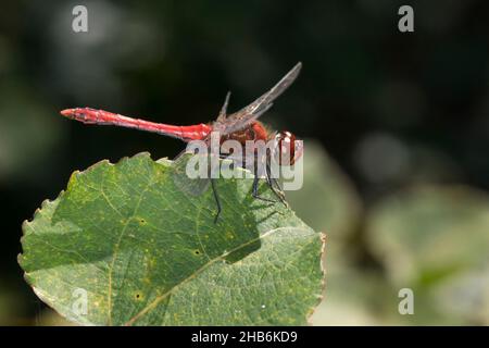 Ruddy sympetrum, Ruddy darter (Sympetrum sanguineum), maschio siede su una foglia, Germania Foto Stock