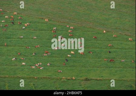 Bestiame domestico (Bos primigenius F. taurus), mandria di bestiame su un pascolo, vista aerea, Germania, Schleswig-Holstein, Dithmarschen Foto Stock