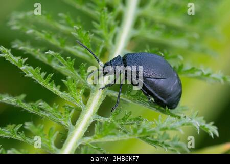 tansy Beetle (Galeruca tanaceti), femmina siede su una foglia, Germania Foto Stock