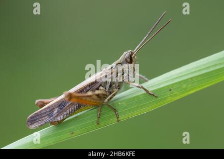 Grassopper ad arco (Chorthippus biguttulus, Stauroderus biguttulus, Chorthippus variabilis), maschio siede su una lama d'erba, Germania Foto Stock