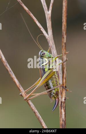 Il bushcricket di Roesel (Metrioptera roeselii, Roeseliana roeselii), femmina su un gambo, Germania Foto Stock