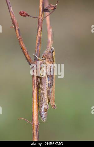 Grasshopper prato (Chorthippus dorsatus), femmina siede su un gambo, Germania Foto Stock