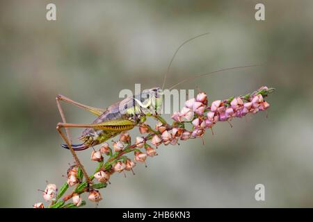 Roesel's bushcricket (Metrioptera roeselii, Roeseliana roeselii), femmina su erica, Germania Foto Stock