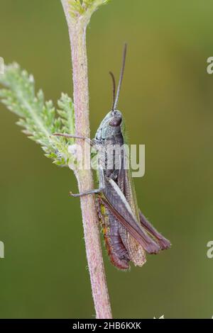 Pascolo pascolo (Chorthippus dorsatus), maschio siede su un gambo, Germania Foto Stock