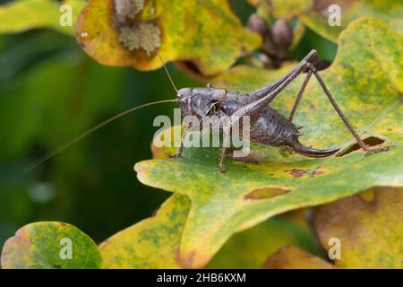 Bue boscaglia scuro (Pholidoptera griseoaptera, Thamnotrizon cinereus), femmina siede su una foglia, Germania Foto Stock