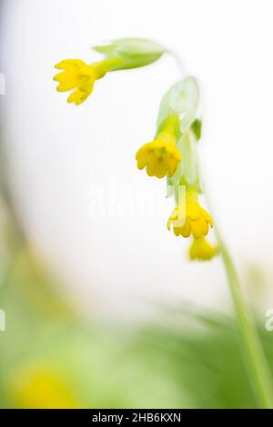 Cowslip, cowslip comune, primula cowslip (Primula veris, Primula officinalis), infiorescenza, Germania, Thueringen, Parco Nazionale di Hainich Foto Stock