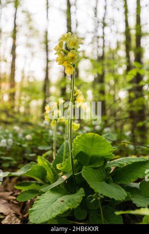 True oxlip (Primula elatior), ossip fiorente, habitus, Germania, Thueringen, Nationalpark Hainich Foto Stock