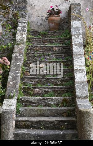 Campanile dalmata, campanula portenschlagiana, campanula su scala in pietra molto antica , Francia, Foto Stock