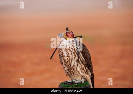 Falcon Peregrine che indossa un cappuccio in pelle nel quartiere i vuoto di Abu Dhabi Foto Stock