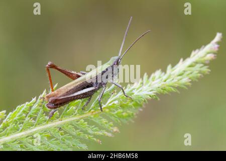 Pascolo pascolo (Chorthippus dorsatus), maschio siede su una foglia, Germania Foto Stock