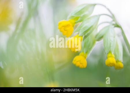 Cowslip, cowslip comune, primula cowslip (Primula veris, Primula officinalis), infiorescenza, Germania, Thueringen, Parco Nazionale di Hainich Foto Stock