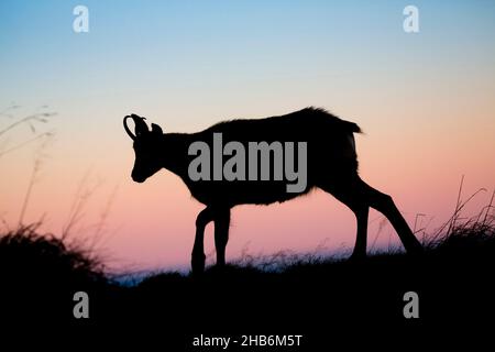 Camoscio (Rupicapra rupicapra), Silhouette di un camoscio all'alba, Francia, Vosgi Montagne Foto Stock