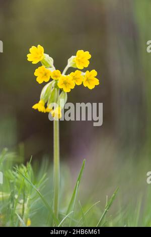 Cowslip, cowslip comune, primula cowslip (Primula veris, Primula officinalis), infiorescenza, Germania, Thueringen, Parco Nazionale di Hainich Foto Stock