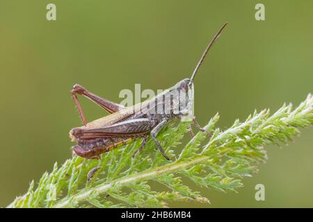 Pascolo pascolo (Chorthippus dorsatus), maschio siede su una foglia, Germania Foto Stock