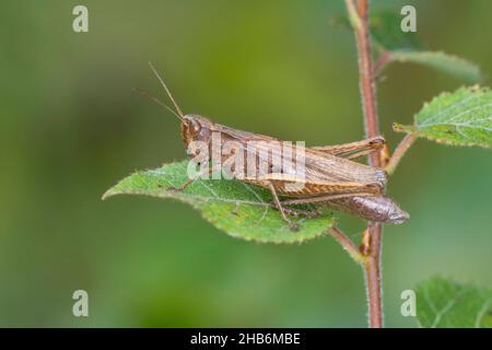 Pascolo pascolo (Chorthippus dorsatus), femmina siede su una foglia, Germania Foto Stock