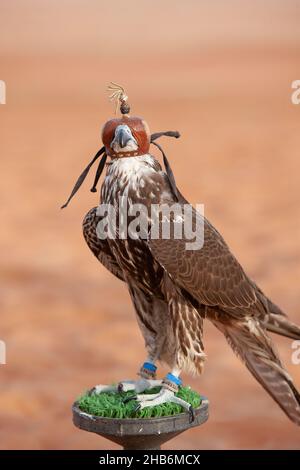 Falcon Peregrine che indossa un cappuccio in pelle nel quartiere vuoto di Abu Dhabi Foto Stock