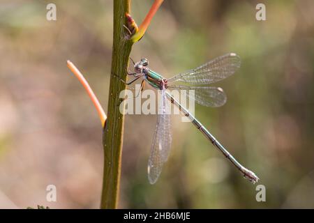 Willow mererald damselfly (Lestes viridis, Chalcolestes viridis), femmina, Germania Foto Stock