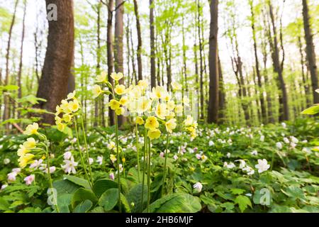 Vero oxlip (Primula elatior), tra anemoni di legno in una foresta di primavera, Germania, Turingia, Nationalpark Hainich Foto Stock