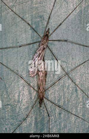 Gru-mosche, gru-mosche, daddy-long-Legs (Tipula spec.), accoppiamento, Germania Foto Stock